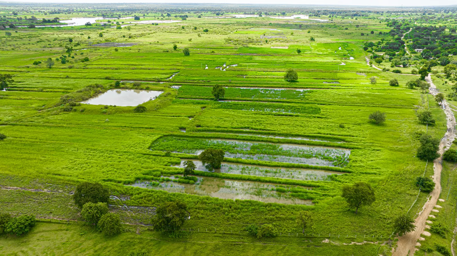 Aerial view of irrigated paddy blocks and storage ponds on the company farm