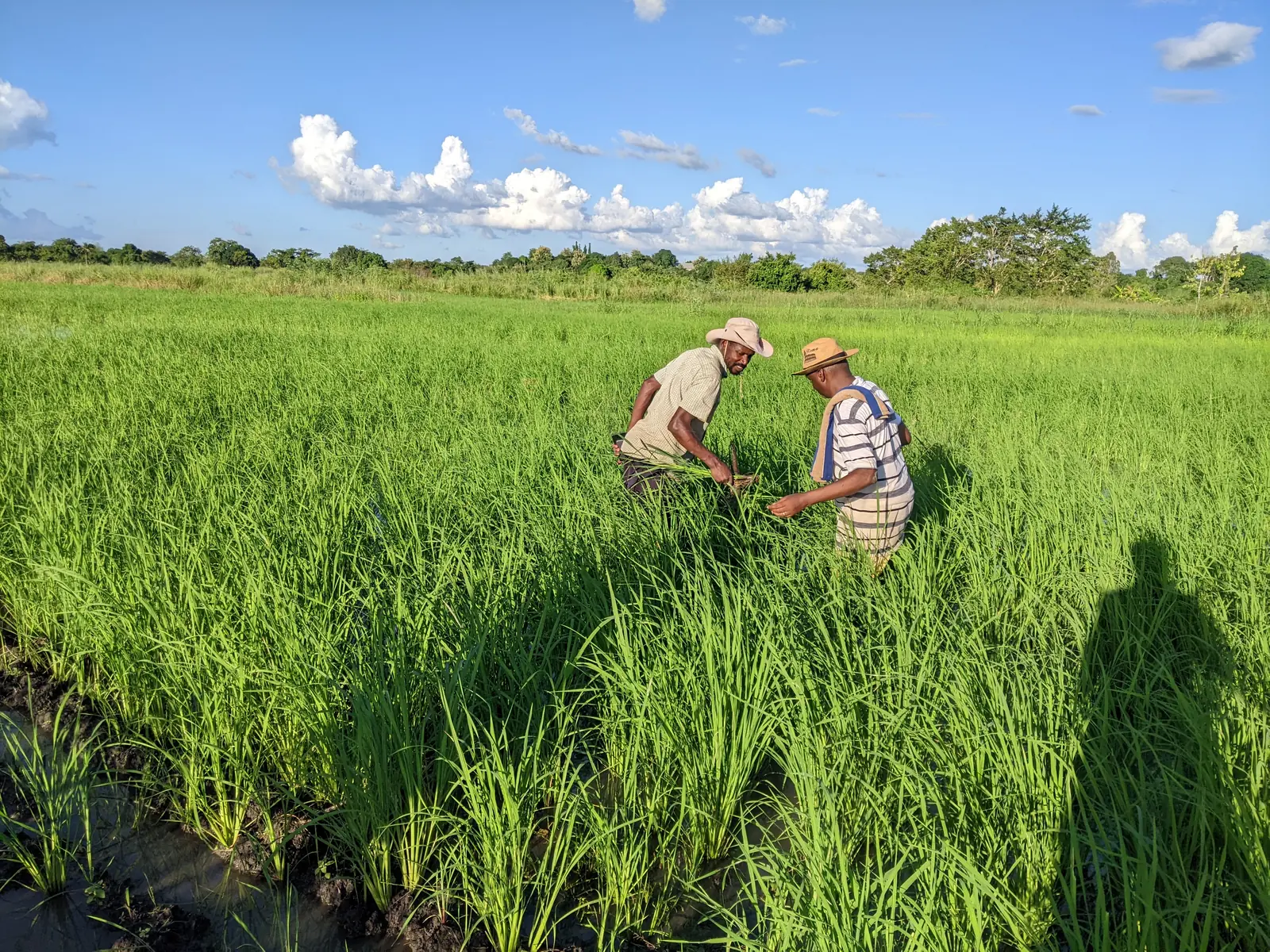 Staff examining paddy plants in an irrigated field