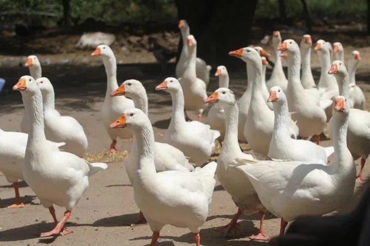 Flock of geese on the company farm