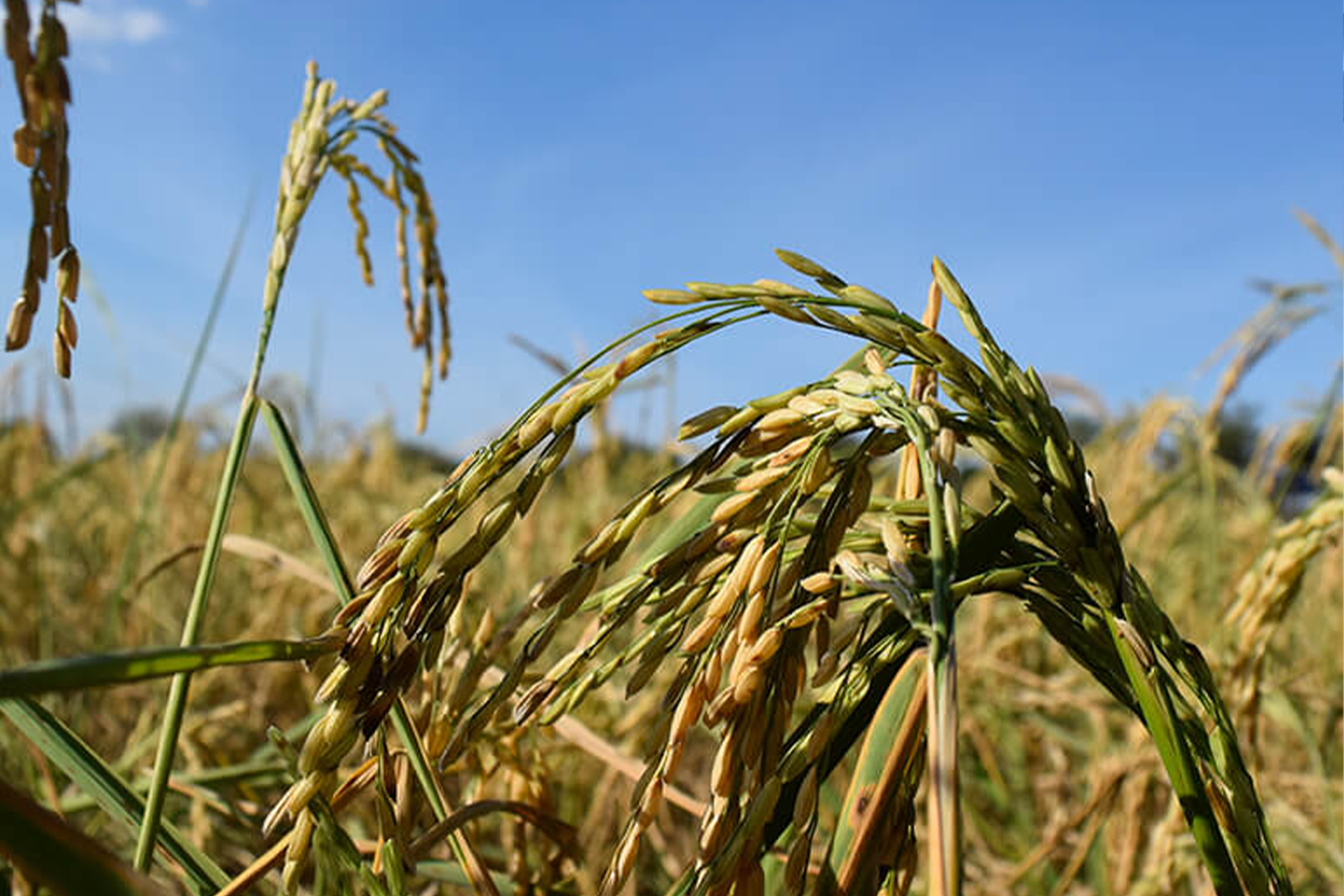 Agricultural Inputs